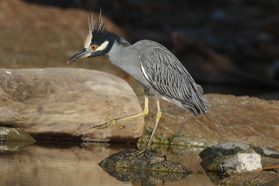 5 Fakta Yellow Crowned Night Heron, Bangau dengan Gaya Berburu Unik