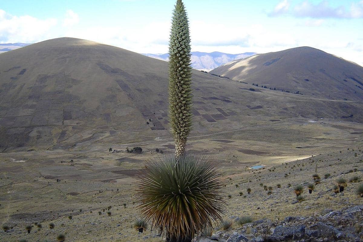 Puya raimondii, tanaman raksasa setinggi 12 meter dari pegunungan Andes