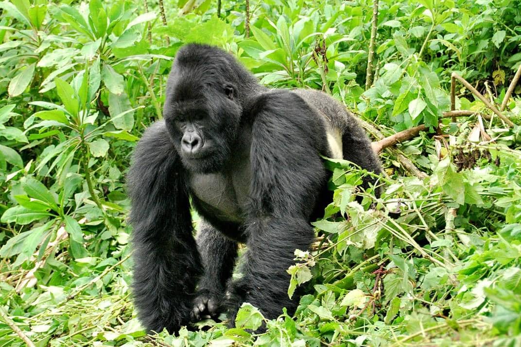 Silverback Mountain Gorilla 