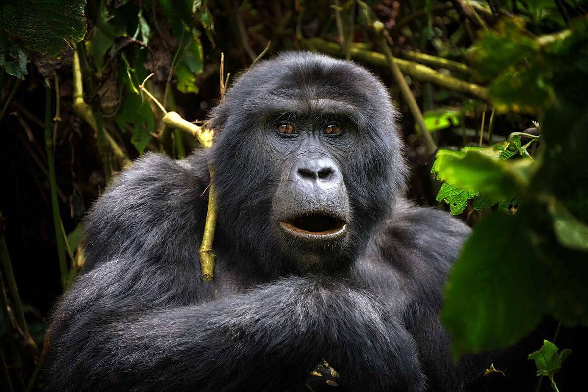 Mountain Gorilla