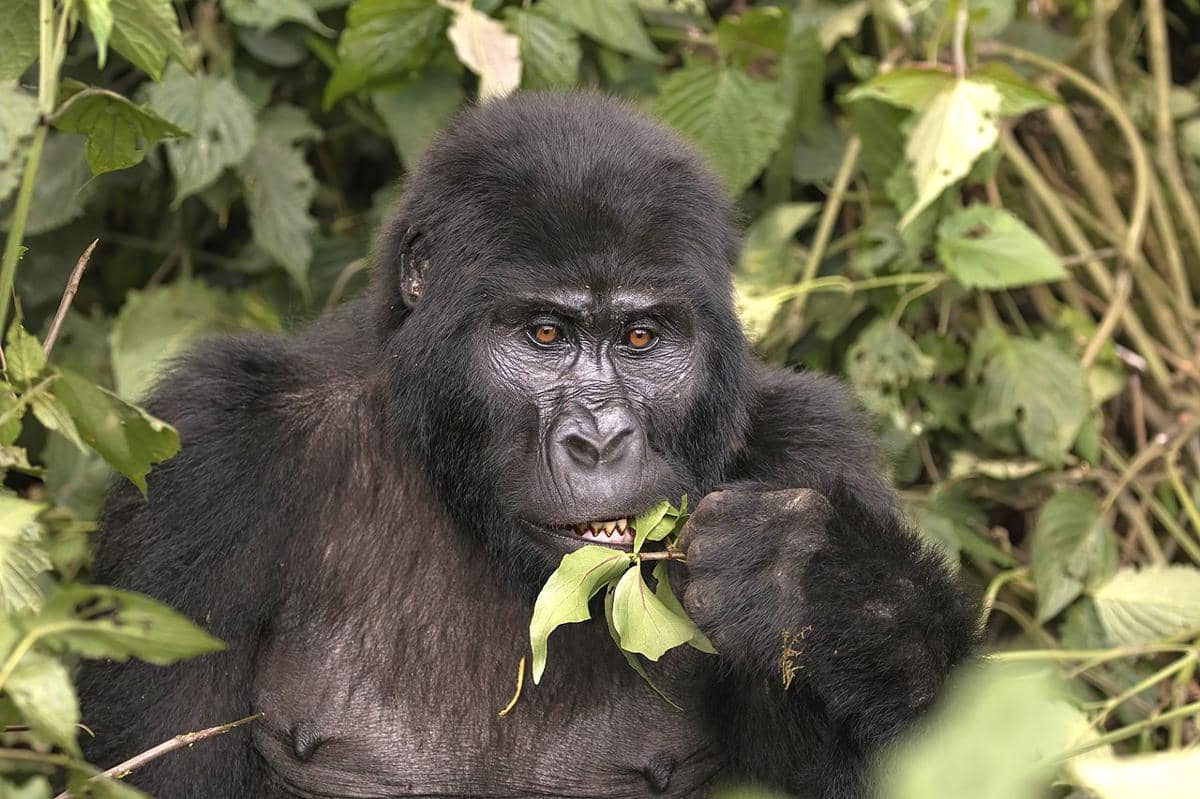 5 Fakta Mountain Gorilla, Primata Langka Penghuni Pegunungan Afrika