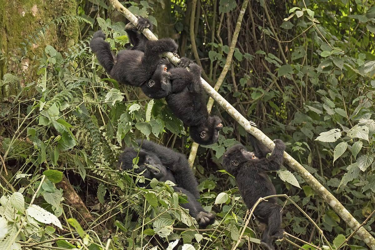 Bayi Mountain Gorilla 