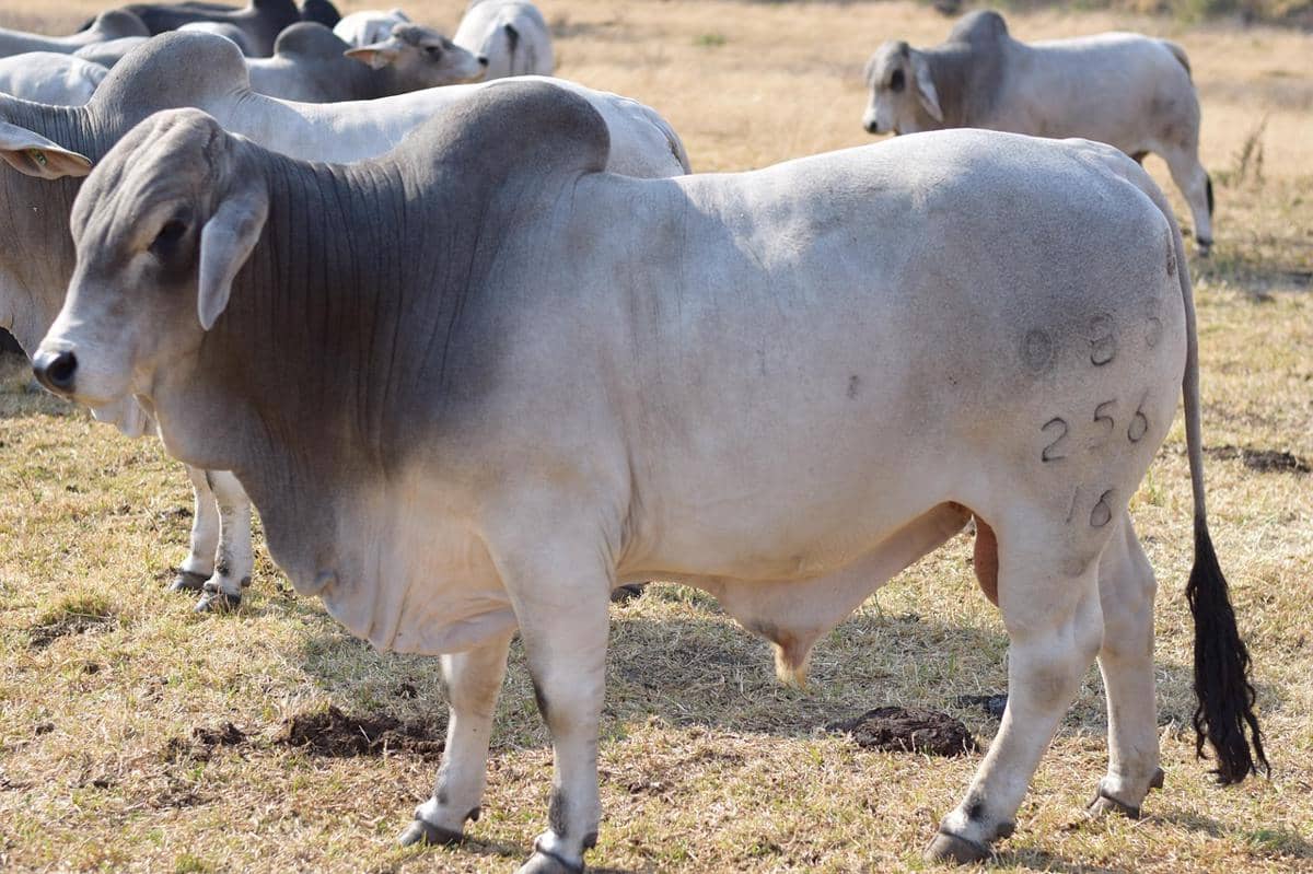 Sapi Brahman