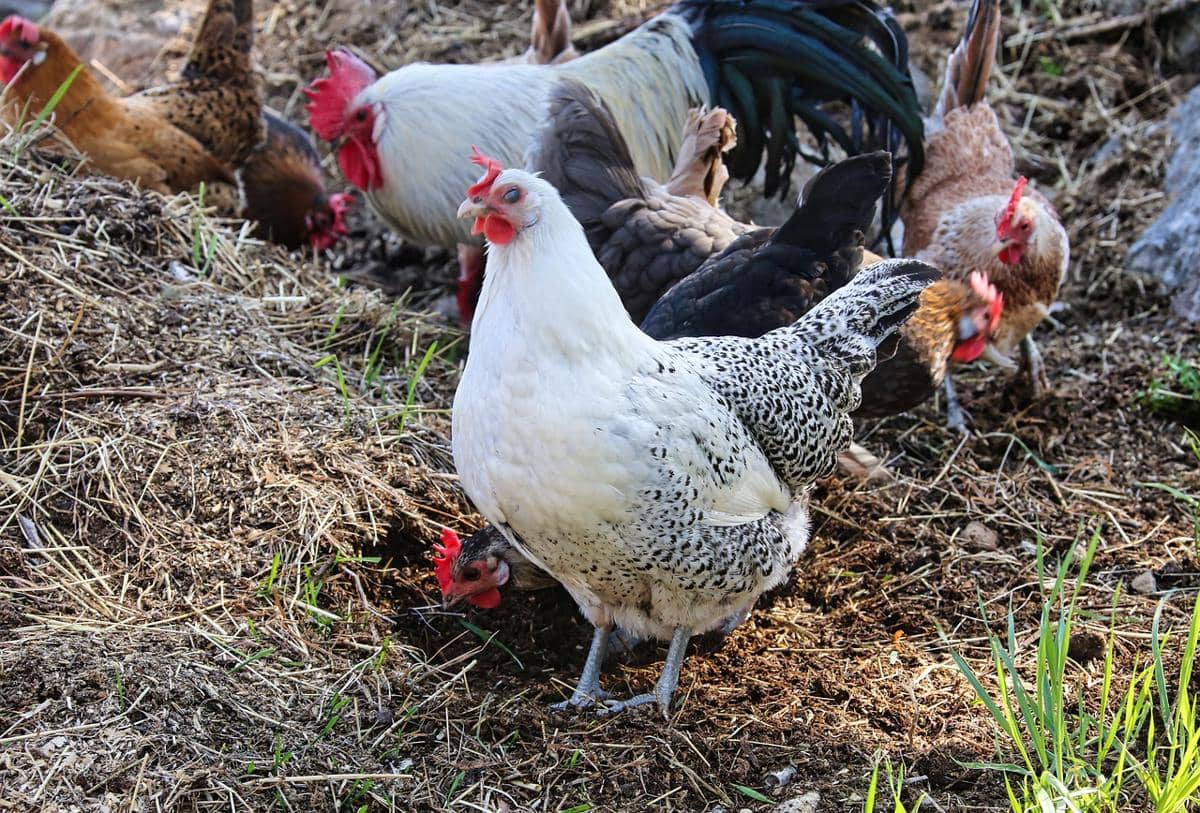 Ayam kampung