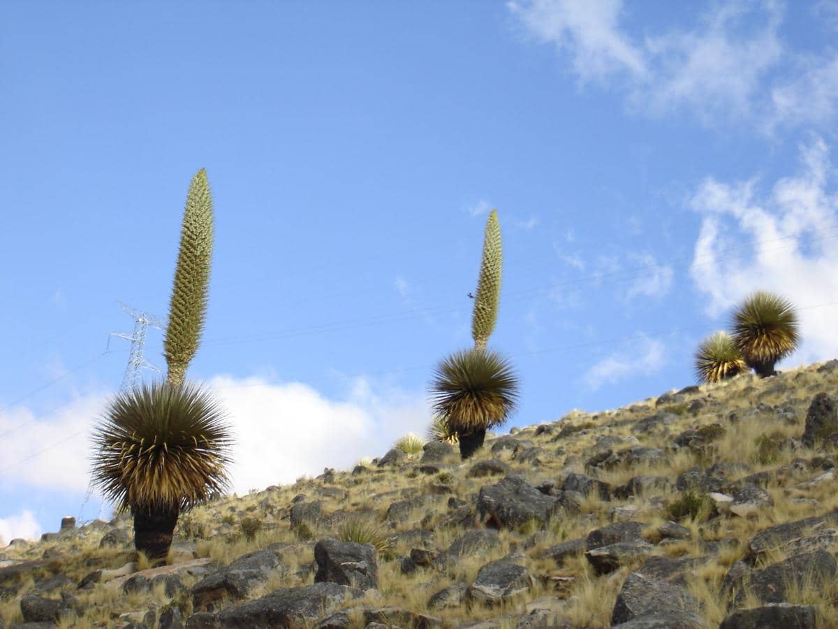 Puya raimondii memegang peranan penting dalam ekosistem pegunungan Andes 