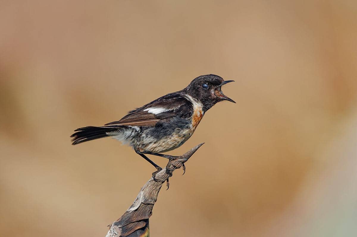 stonechat eropa