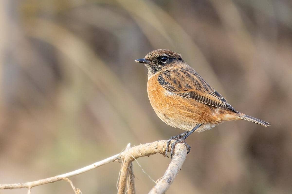 5 Fakta Menatik Stonechat Eropa, Burung Mungil Bersuara Unik
