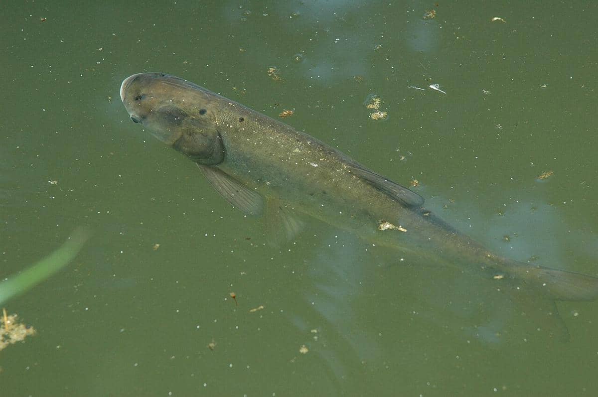 ikan mas perak
