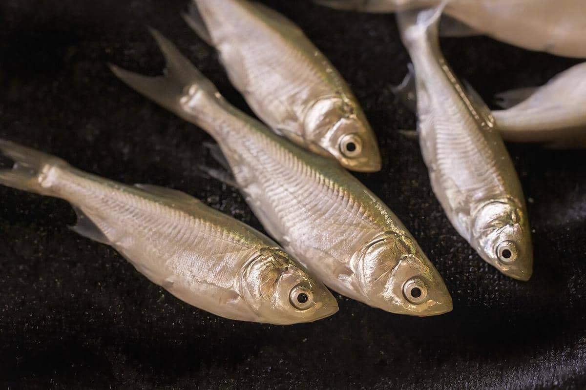 ikan mas perak