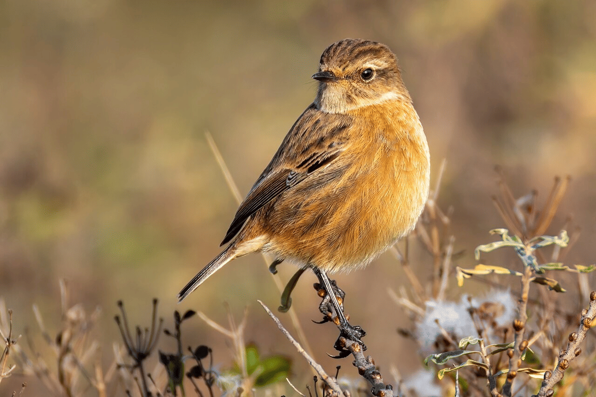 stonechat eropa