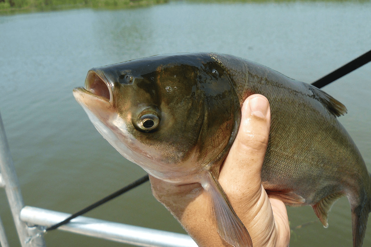 ikan mas perak
