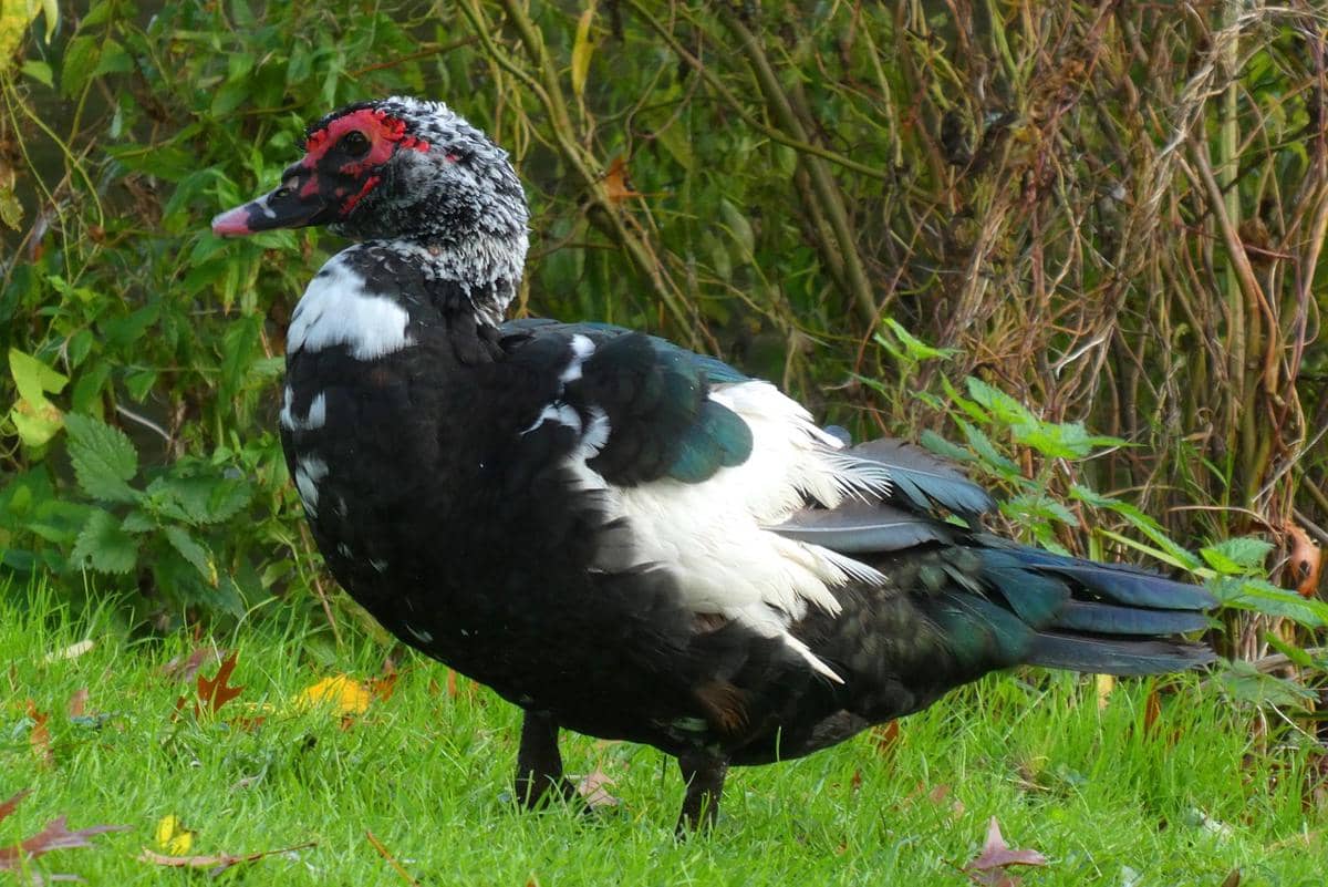 Bebek Muscovy