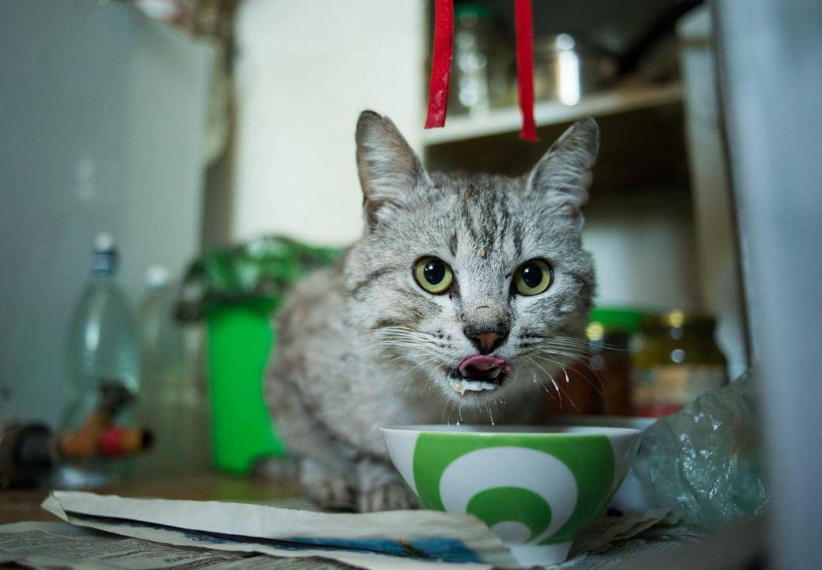 ilustrasi kucing 