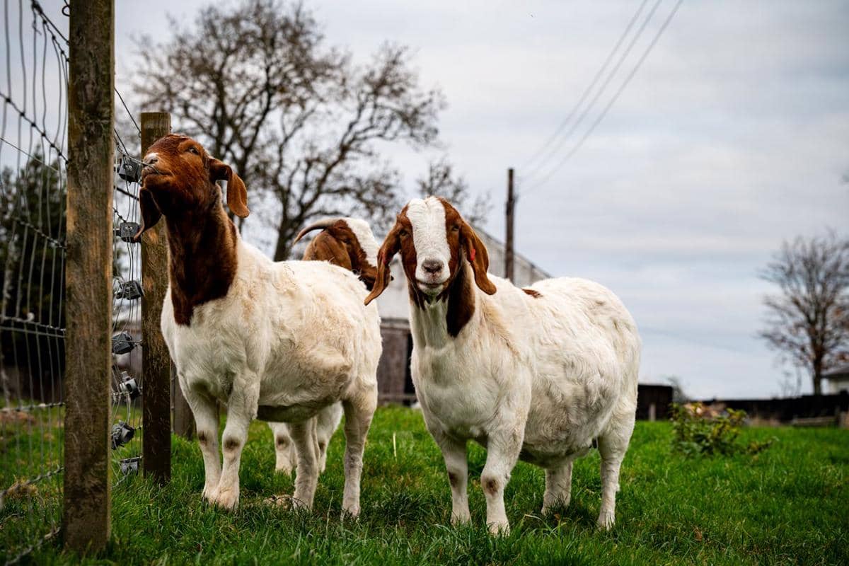 Potret kambing Boer 