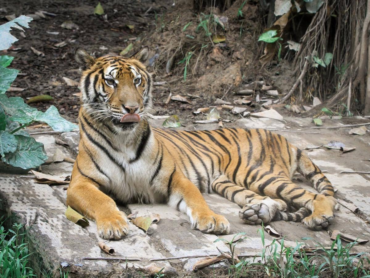 ilustrasi harimau 