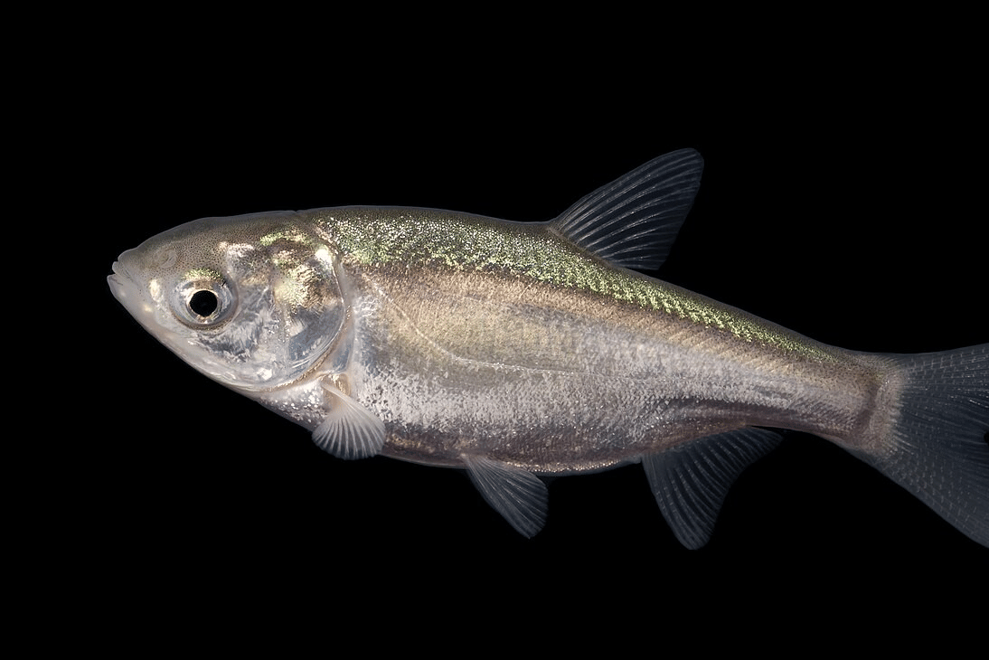 ikan mas perak