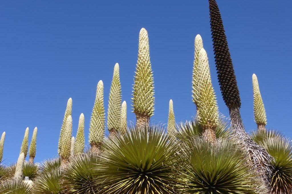 5 Fakta Puya Raimondii, Ratu Andes yang Berbunga Sekali Seumur Hidup