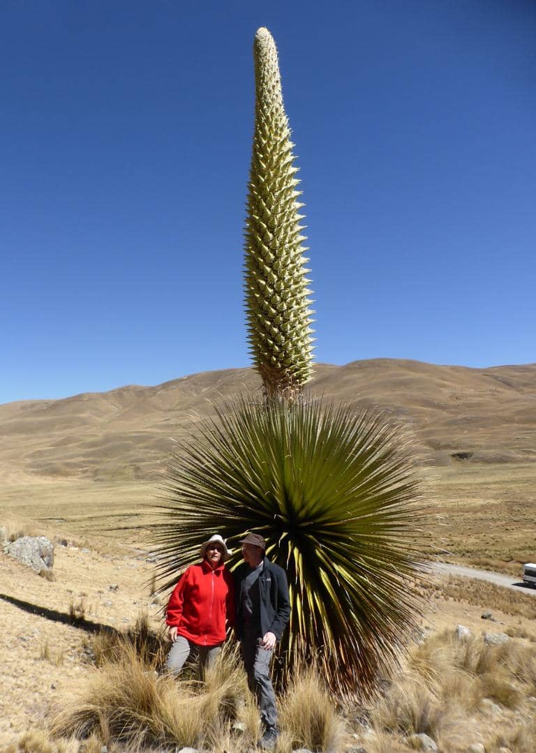Puya raimondii, tanaman raksasa setinggi 12 meter dari pegunungan Andes