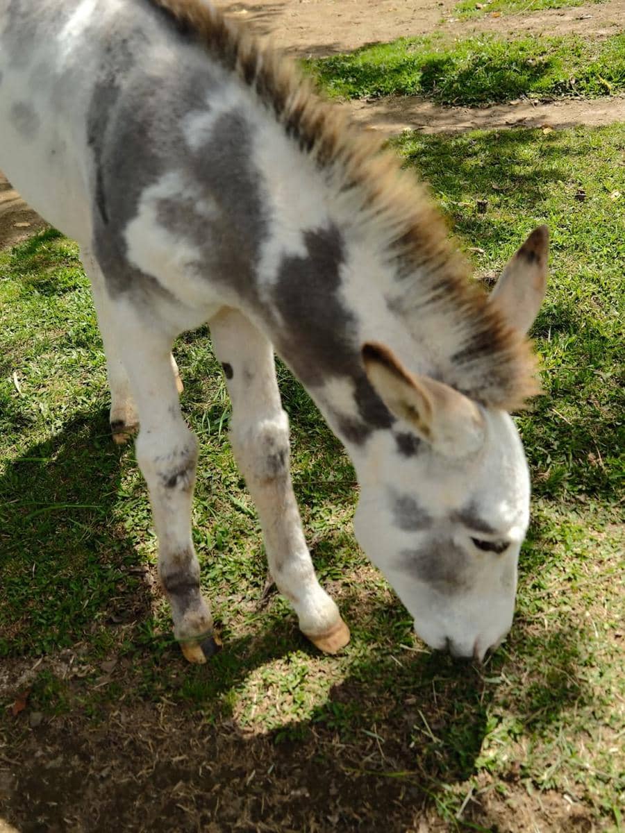 Larissa Chou berlibur bersama anak di Bedugul, Bali