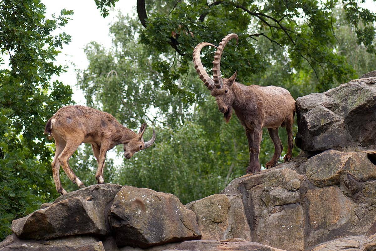 kambing gunung himalaya atau yang dikenal dengan himalayan ibex merupakan salah satu satwa ikonik yang dapat ditemui di kawasan Taman Nasional Deosai 