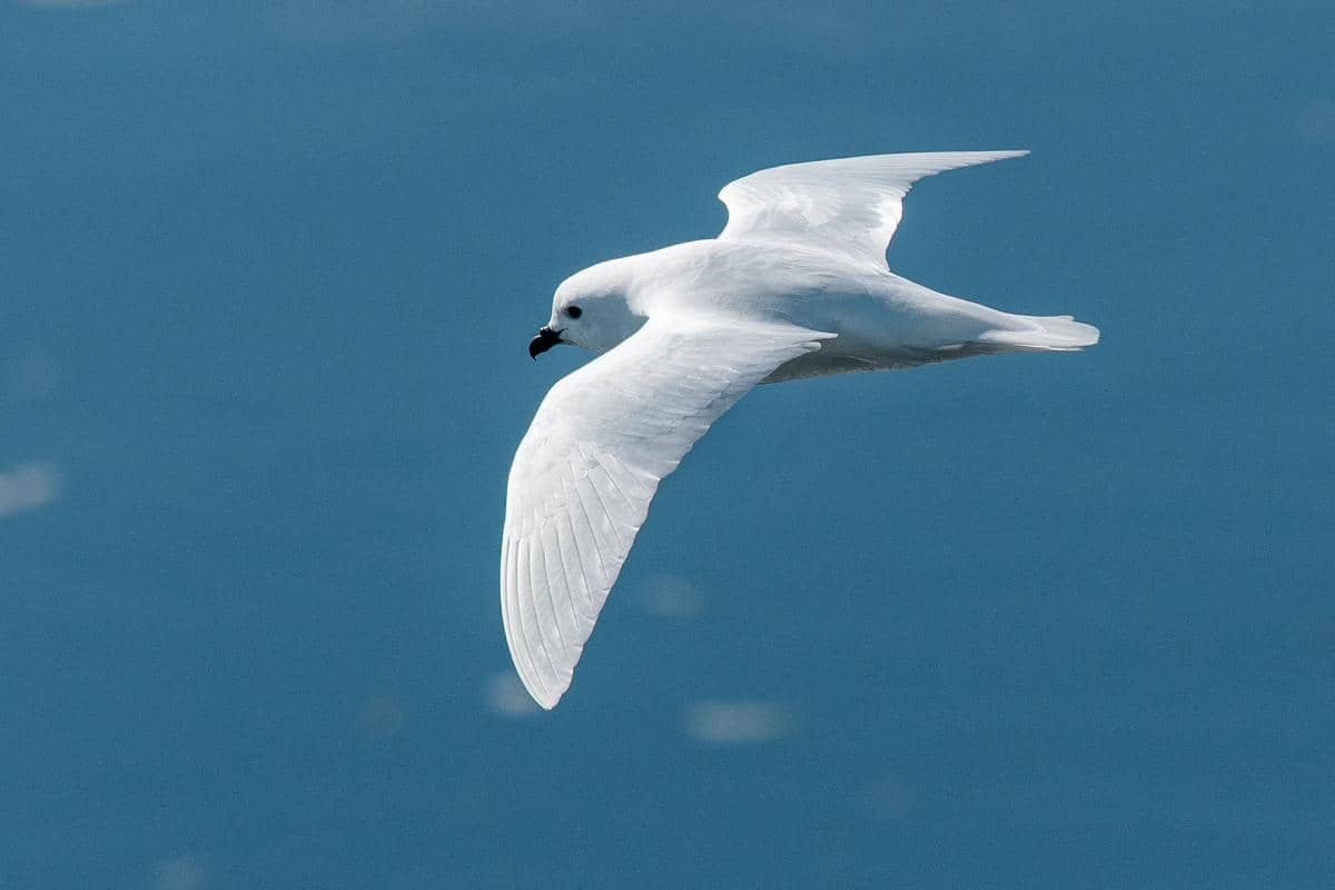 snow petrel