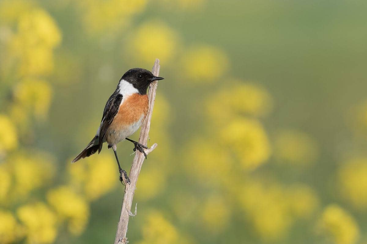 stonechat eropa