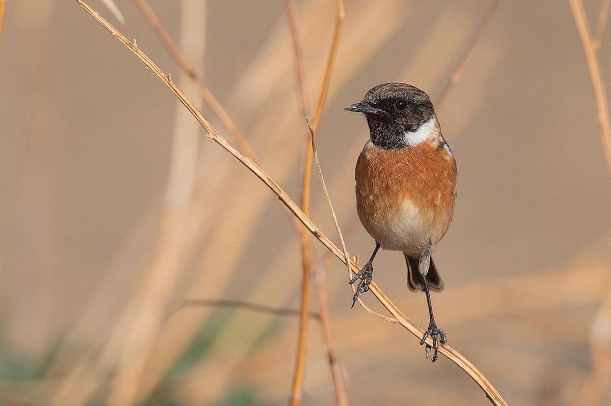 stonechat eropa