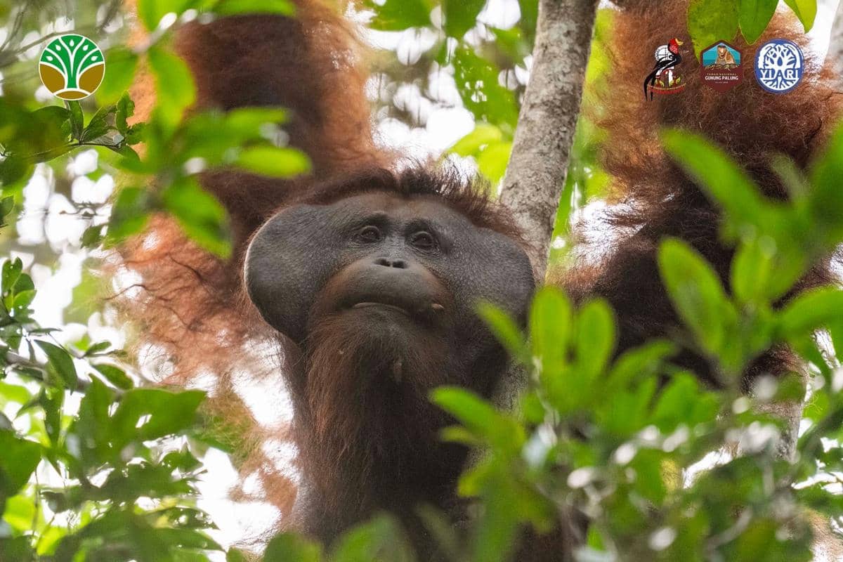Resahkan Warga, Orangutan ditranslokasikan ke Hutan Gunung Palung