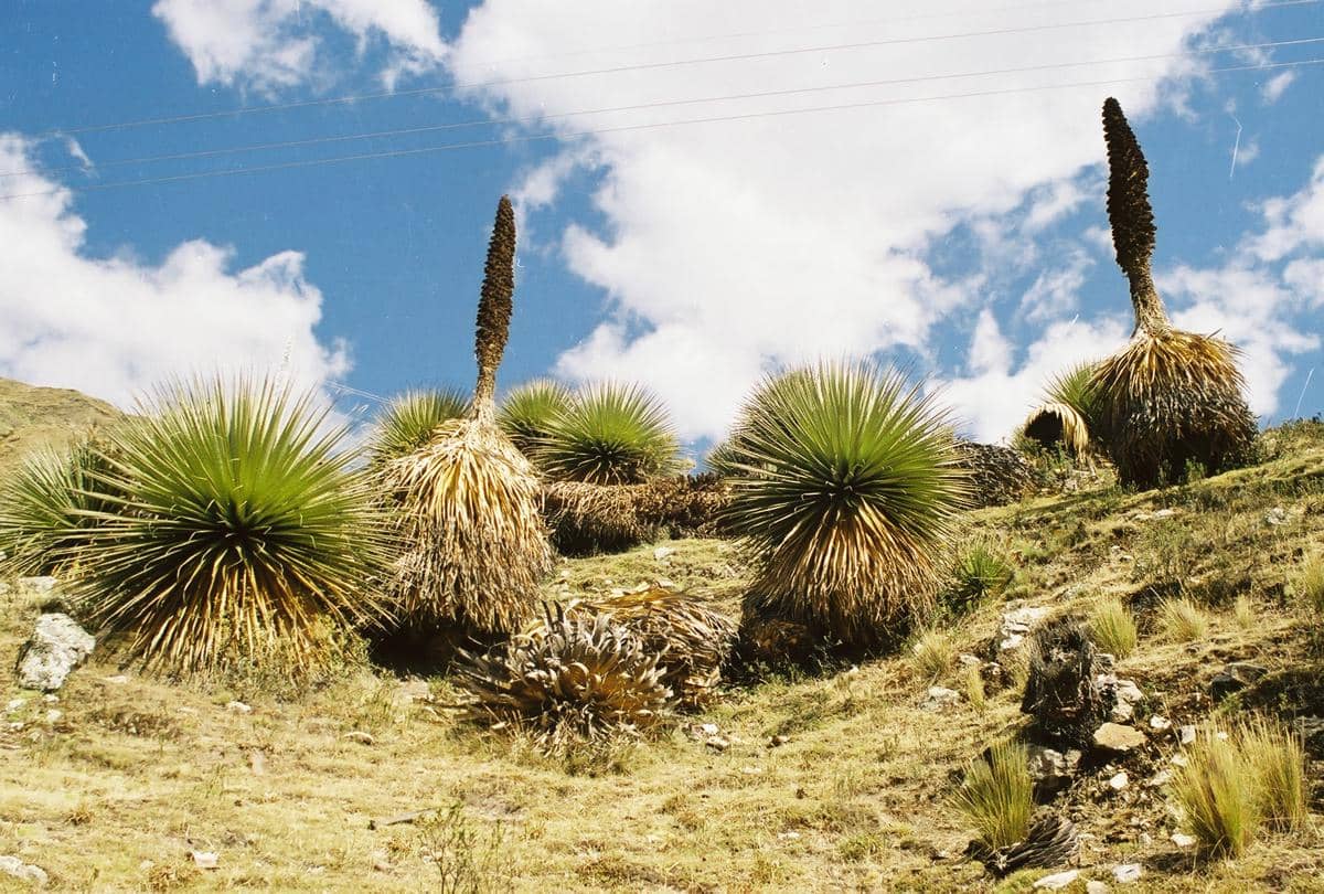 Puya raimondii, tanaman raksasa setinggi 12 meter dari pegunungan Andes