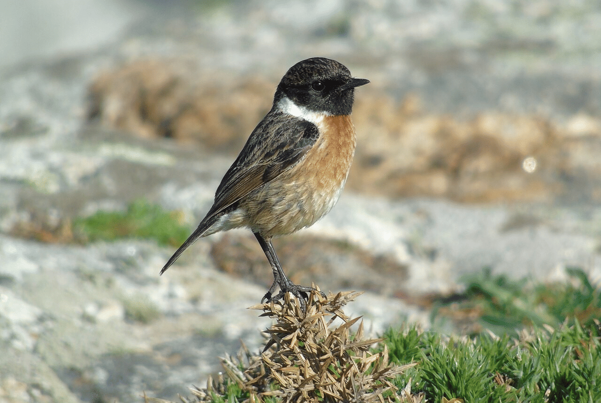 stonechat eropa