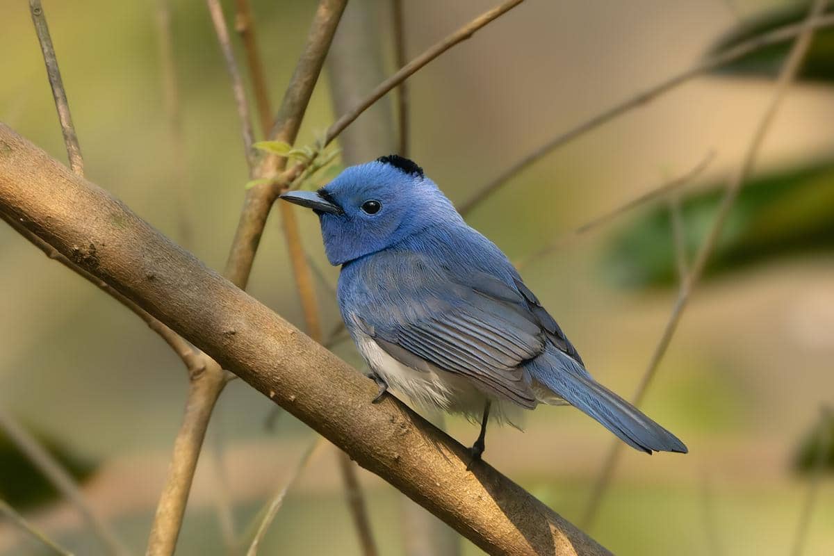 5 Fakta Kehicap Ranting, Burung Mungil yang Sensitif Terhadap Gangguan Manusia