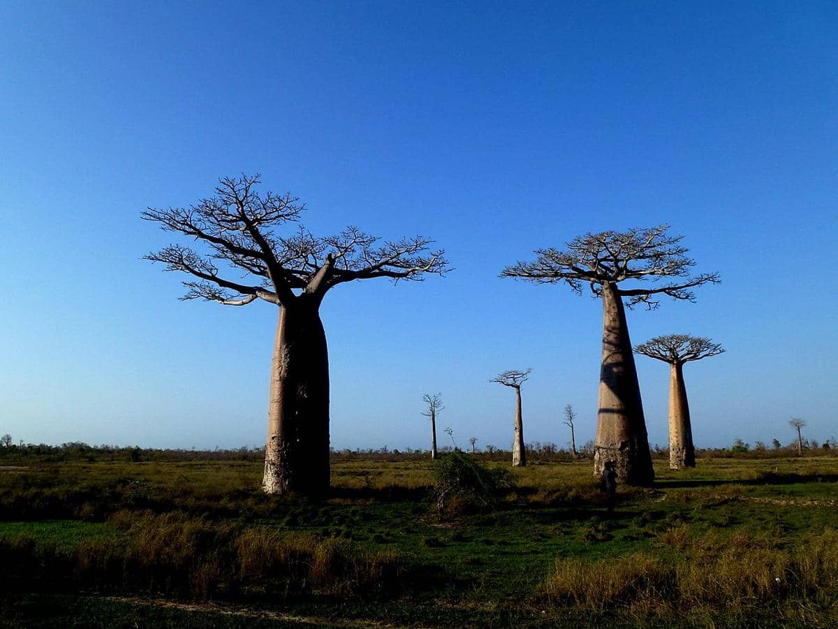 Pohon baobab