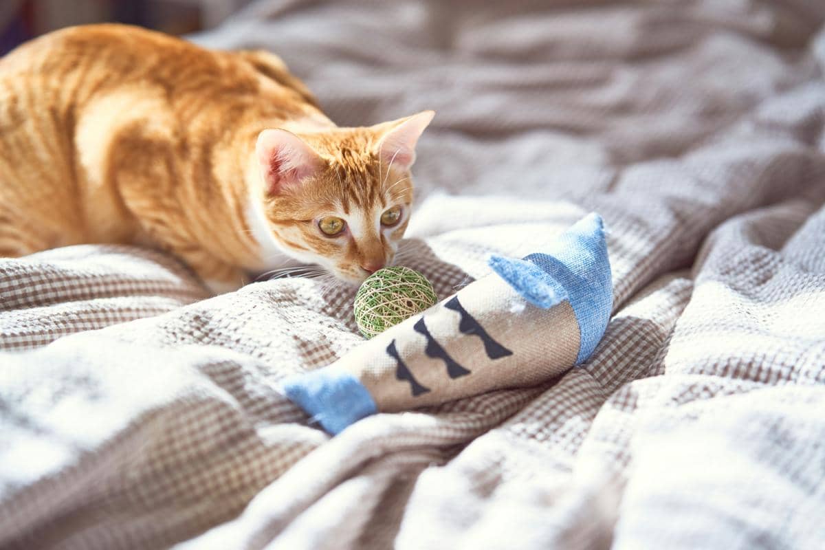 Mainan bisa mengalihkan kucing dari mencuri makanan