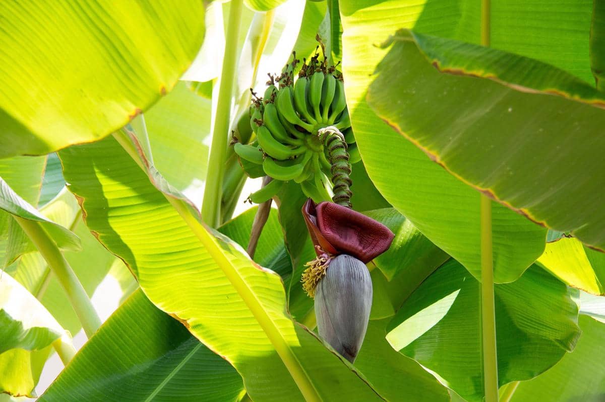 Potret tanaman pisang