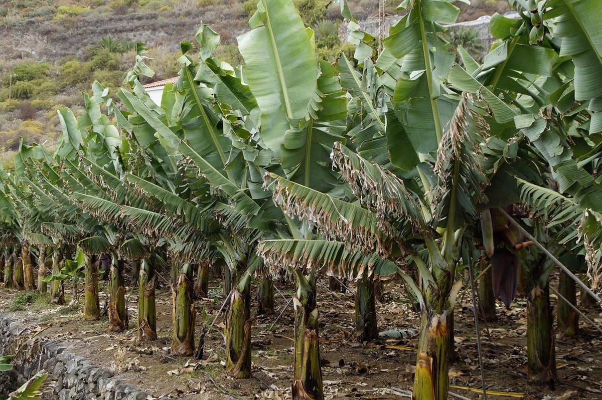 Potret tanaman pisang