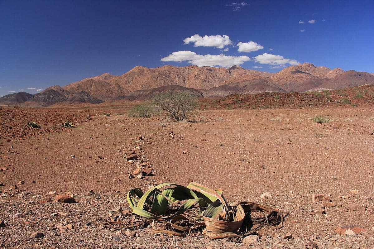 Welwitschia