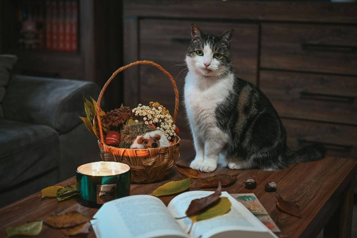 Jangan ada makanan kesukaannya di meja makan