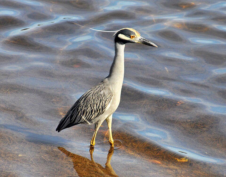 Bangau Nyctanassa violacea