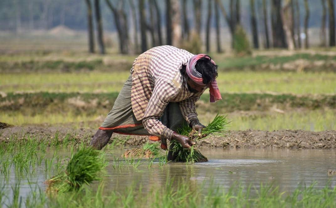 Petani sedang menanam padi di sawah.