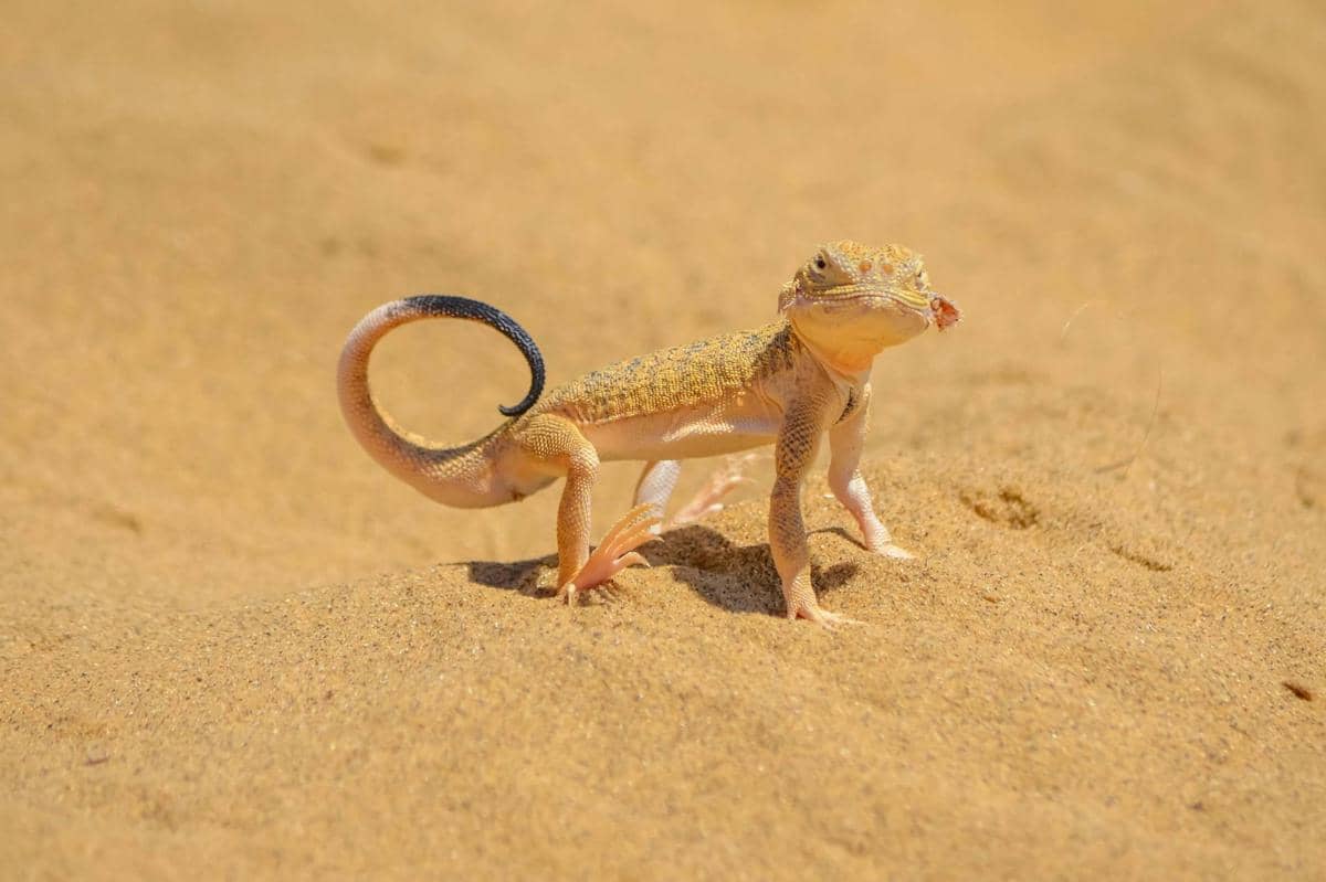 Kadal toadhead agama hidup di wilayah gurun pasir Asia Tengah dan Timur Tengah