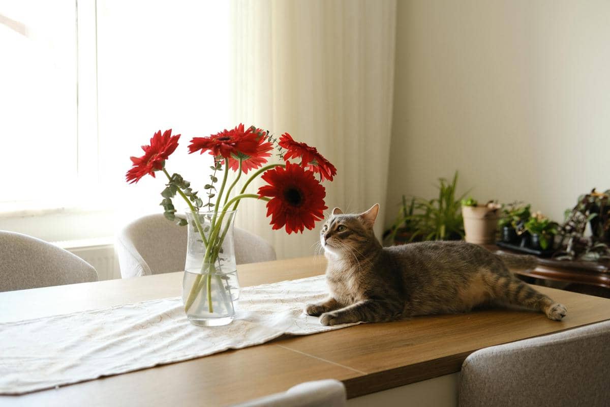 Jangan biarkan meja terlihat menarik untuk kucing