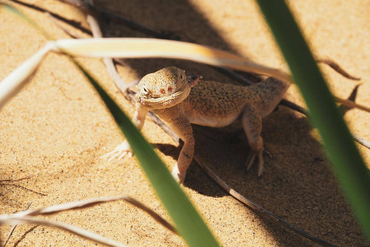 Kadal toadhead agama hidup di wilayah gurun pasir Asia Tengah dan Timur Tengah