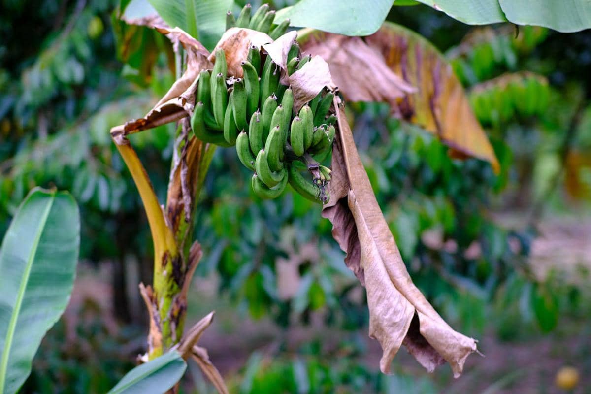Kenapa Pohon Pisang Mati Setelah Berbuah? Ini Penjelasannya