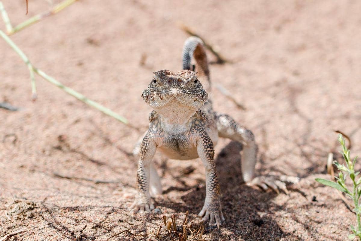 Kadal toadhead agama, spesies insektivora yang berperan dalam menjaga keseimbangan ekosistem gurun