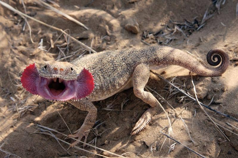 5 Fakta Toadhead Agama, Kadal Gurun yang Bisa Menyamar Jadi Monster!