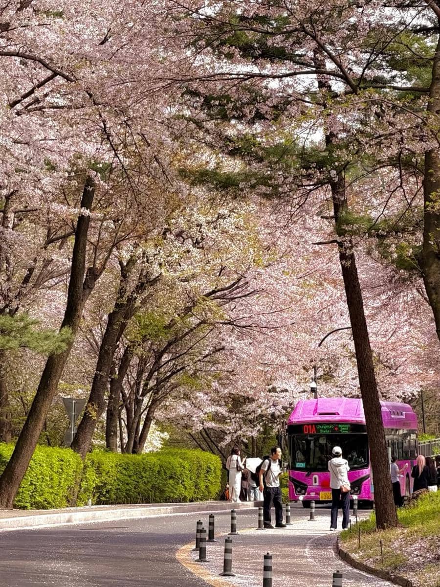 Yulita MCI5 menikmati sakura di Namsan Tower