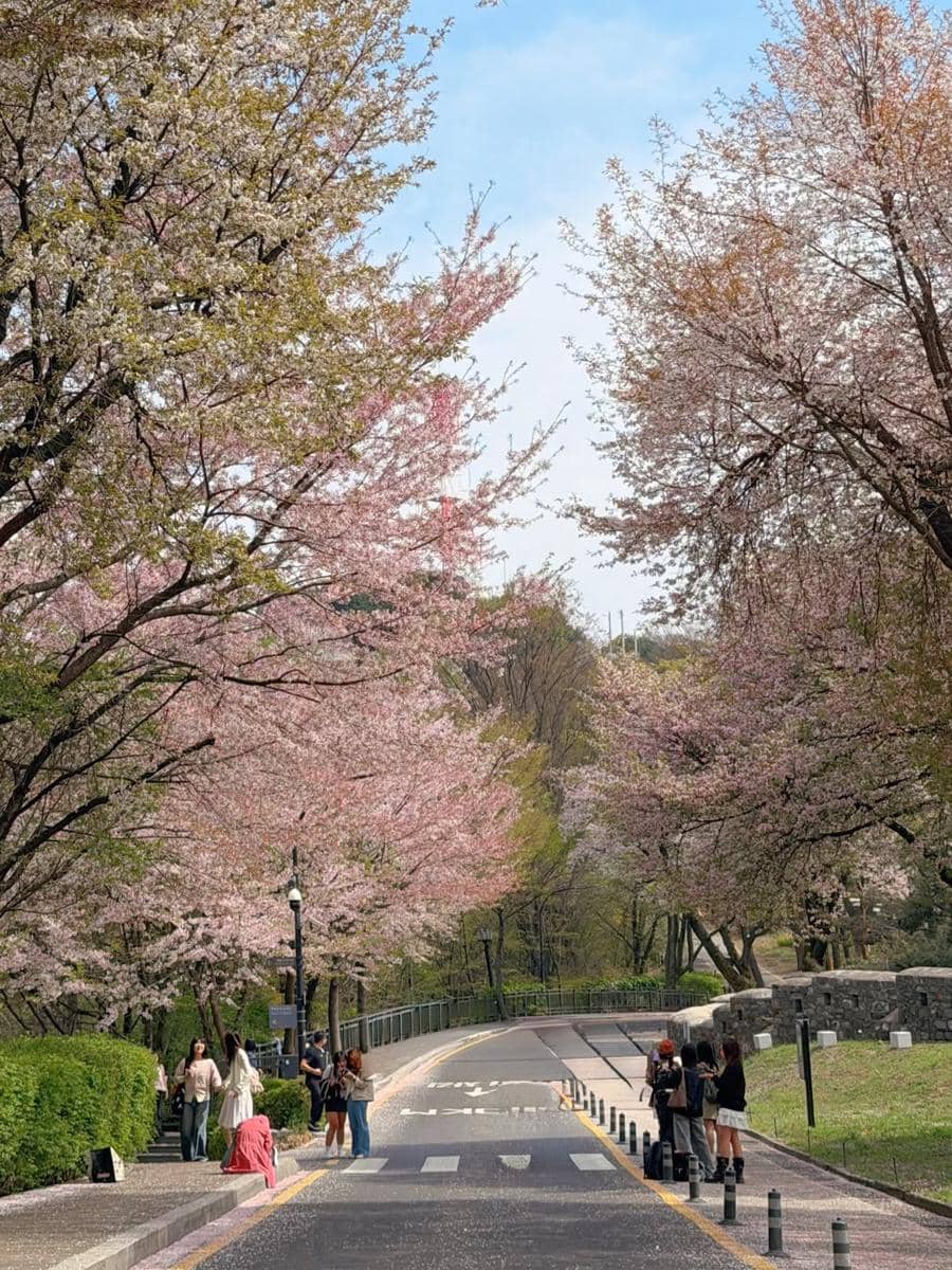 Yulita MCI5 menikmati sakura di Namsan Tower