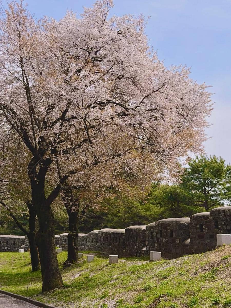 Yulita MCI5 menikmati sakura di Namsan Tower