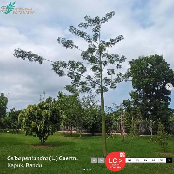 salah satu tanaman di Kebun Raya Jagatnatha (instagram.com/krjagatnathaofficial)