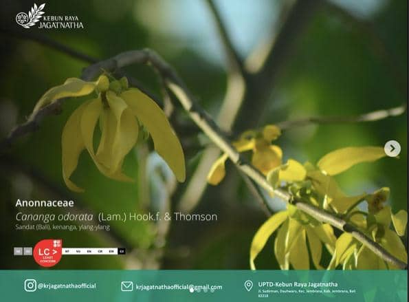 tanaman lainnya di Kebun Raya Jagatnatha (instagram.com/krjagatnathaofficial)